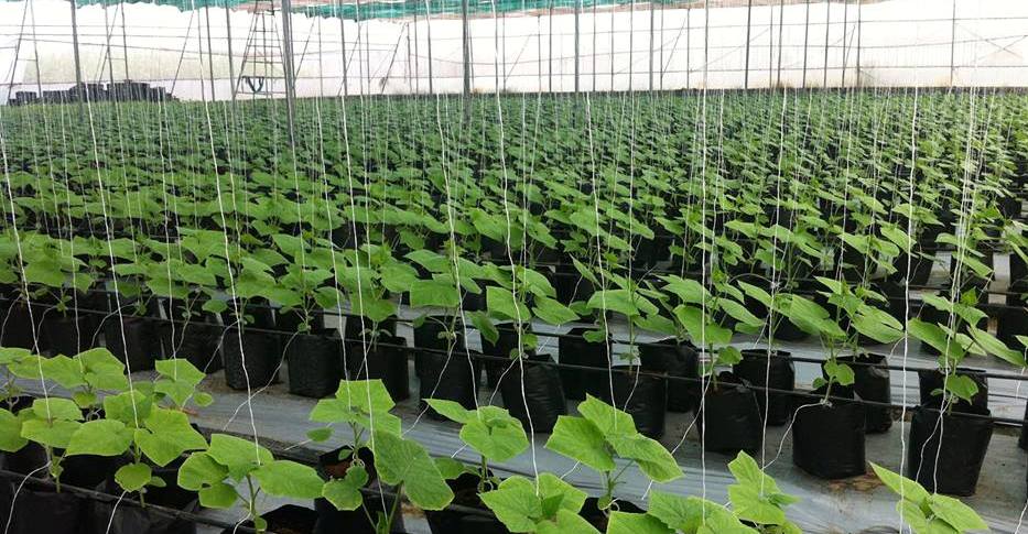 Smart Farming Ideas