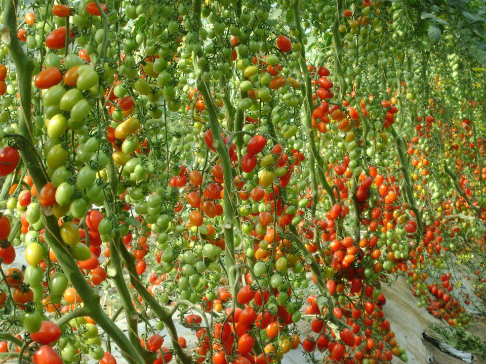 Tomato Cultivation in Polyhouse