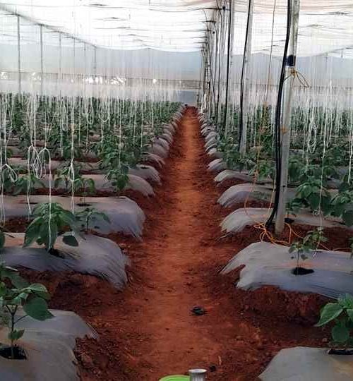 greenhouse-farming